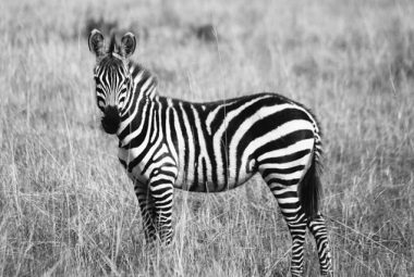 Black And White Zebra