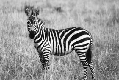 Black And White Zebra